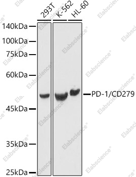 Вестерн-блоттинг, PD-1/CD279, различные клеточные линии