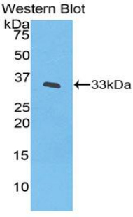 52005