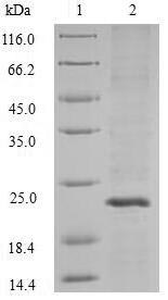 SDS-PAGE