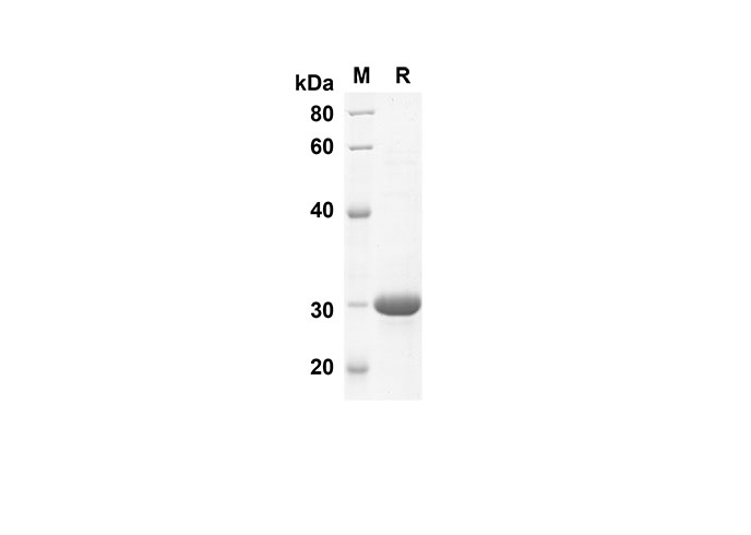 Валидация Elabscience PDEH100559(75)