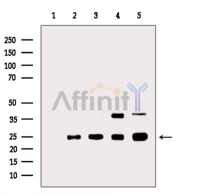 Валидация Affinity DF8674 - 20645