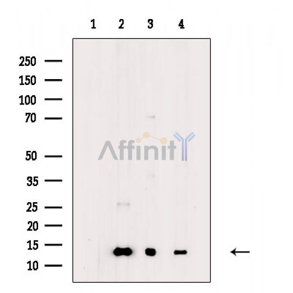 Валидация Affinity DF8908 - 21034