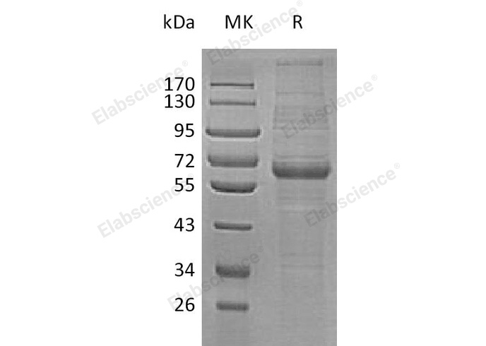 Валидация Elabscience PKSH032710(3139)