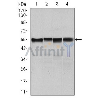 Валидация Affinity BF1001 - 5401