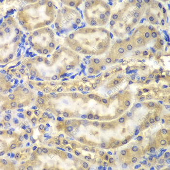 Иммуногистохимия, Myelin Basic protein, ткань почки мыши