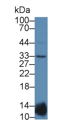 12955