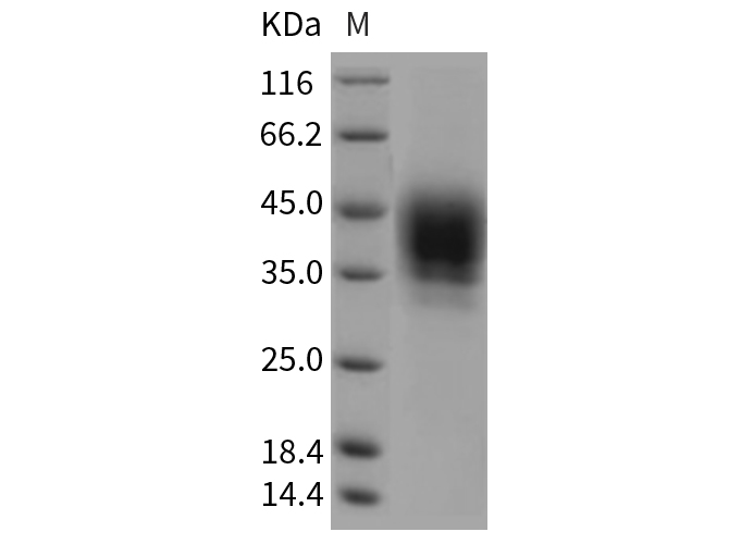 Валидация Elabscience PKSR030259(5612)