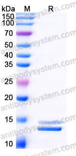 AHC13301, SDS-PAGE