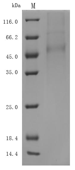 SDS-PAGE
