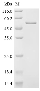 SDS-PAGE