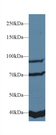 13624