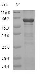 SDS-PAGE