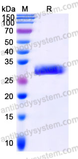 EHH22001, SDS-PAGE