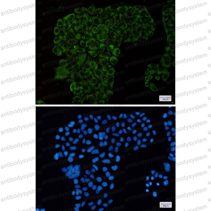 Валидация IF - AntibodySystem RHG47003