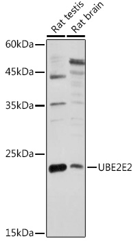 Валидация Elabscience E-AB-91527