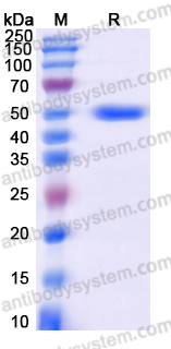 EHF03401, SDS-PAGE