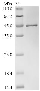SDS-PAGE