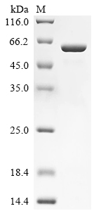 SDS-PAGE