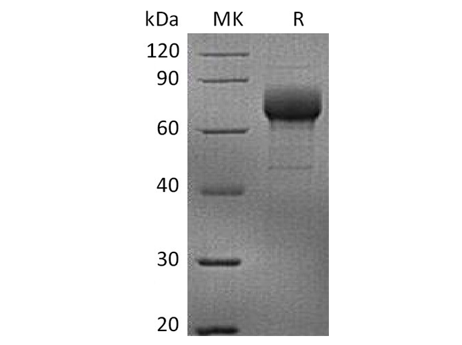 Валидация Elabscience PKSH033604(3895)