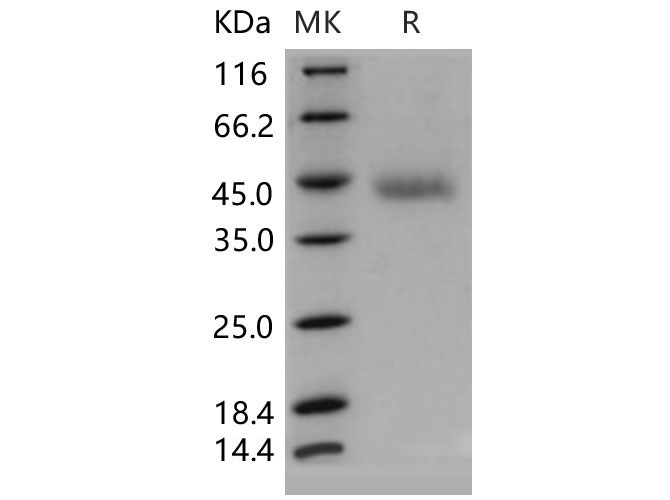 Валидация Elabscience PKSM040549(4539)