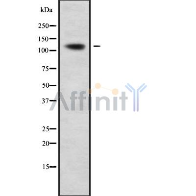 Валидация Affinity DF9174 - 21536