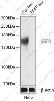 Вестерн-блоттинг, EGFR, клетки HeLa