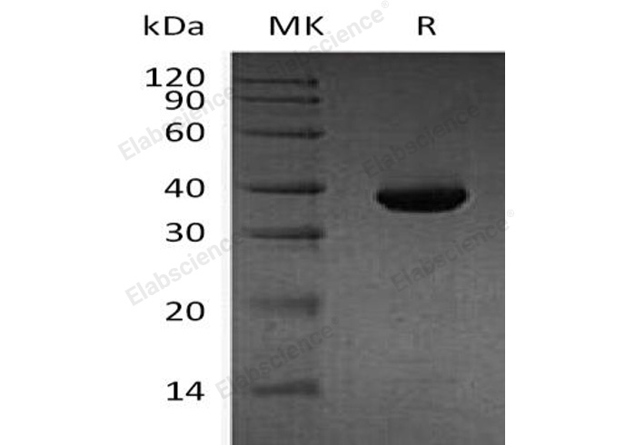 Валидация Elabscience PKSH032749(3175)