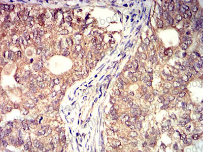 Валидация AntibodySystem RHK99101 (3749)