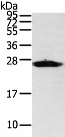 Валидация Elabscience E-AB-17253