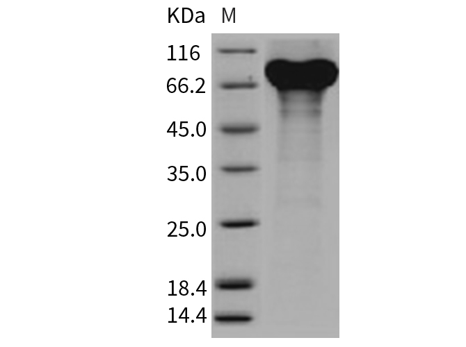 Валидация Elabscience PKSM040703(4680)