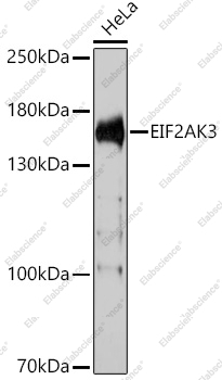 Вестерн-блоттинг, EIF2AK3, клетки HeLa