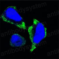 Валидация IF - AntibodySystem RHG43202