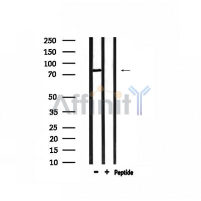 Валидация Affinity DF3621 - 14593