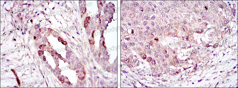 Валидация AntibodySystem RHA36102
