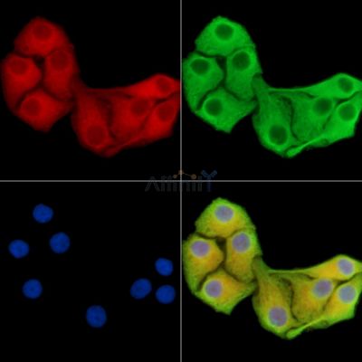 Валидация Affinity DF15367 - 11682