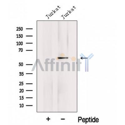 Валидация Affinity DF12649 - 7292