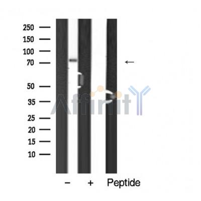 Валидация Affinity AF5477 - 3148