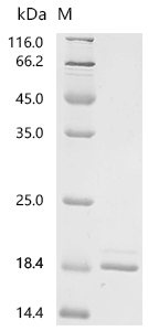SDS-PAGE