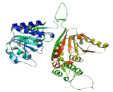 Excision Repair Cross Complementing Rodent Repair Deficiency Complementation 6 Like Protein (ERCC6L)