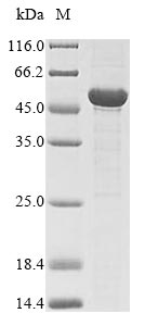 SDS-PAGE