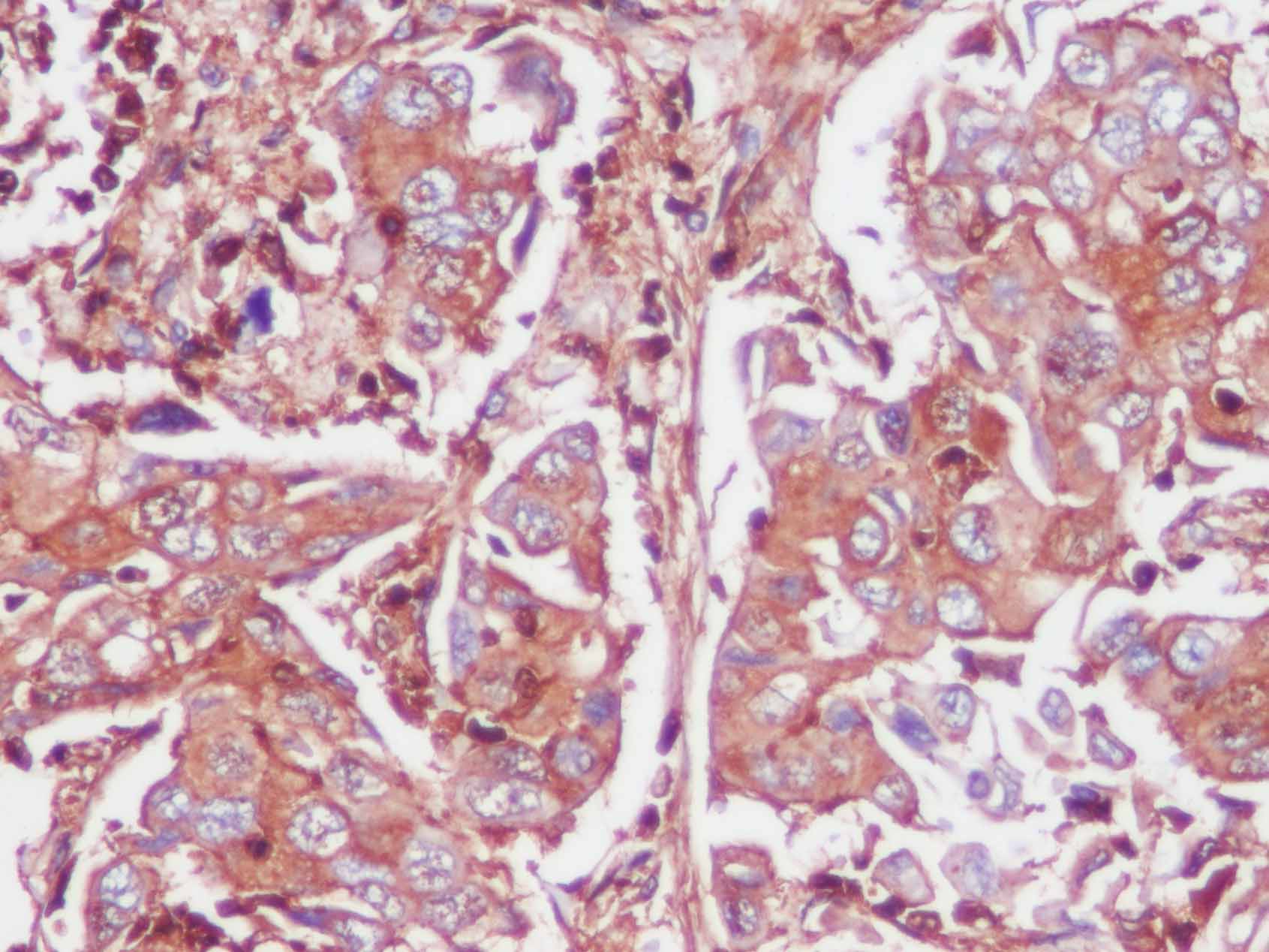 Валидация Elabscience AN004840L