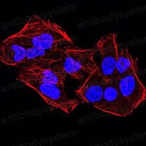 Валидация IF - AntibodySystem RHB11506 (107)