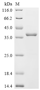 SDS-PAGE