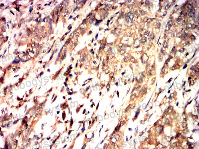 Валидация AntibodySystem RHJ71301 (3525)