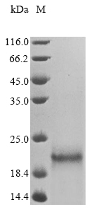 SDS-PAGE