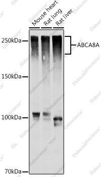 Вестерн-блоттинг, ABCA8A, различные клеточные линии