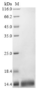 SDS-PAGE