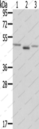 Вестерн-блоттинг, FGFRL1, клетки NIH/3T3, ткань плаценты человека, клетки Lovo
