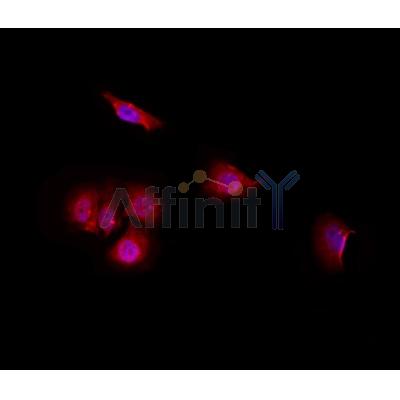 Валидация Affinity DF3898 - 15067