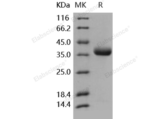 Валидация Elabscience PKSH031713(2354)